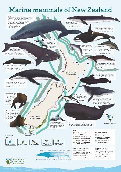 Marine mammals of New Zealand poster: Marine mammals publications