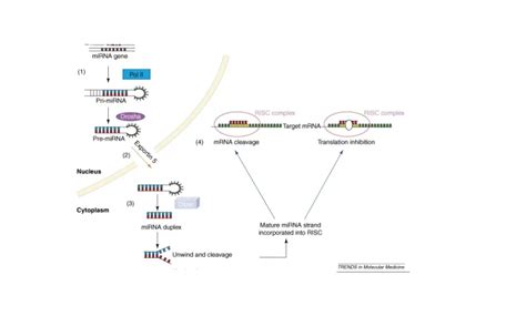 MicroRNA - IAS EXAM