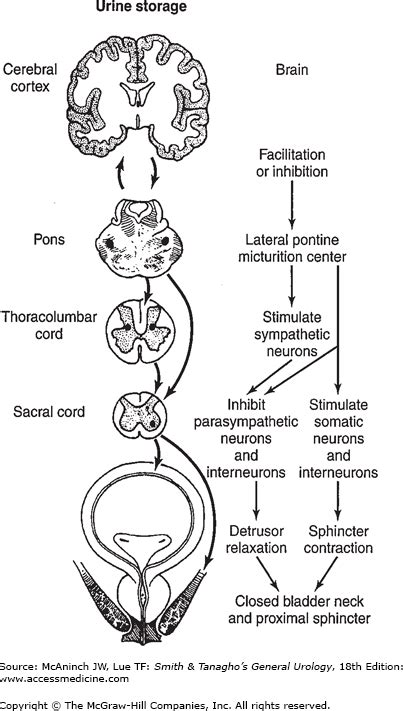 Neuropathic Bladder Disorders | Abdominal Key