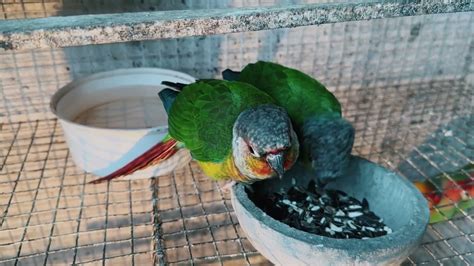 Conure parrot care and breeding tips – HousePetsCare.com