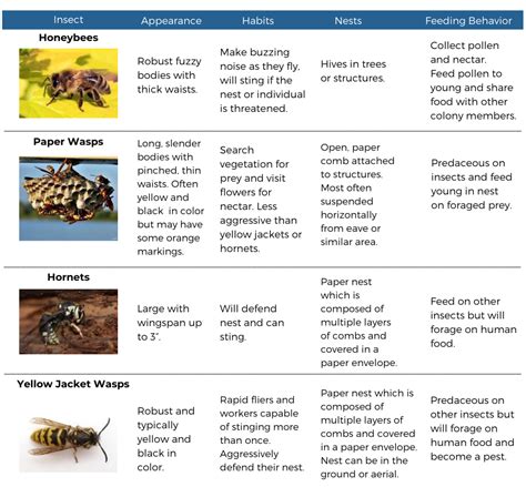 Stinging Insects: Identification and Prevention - McCloud Pest Solutions