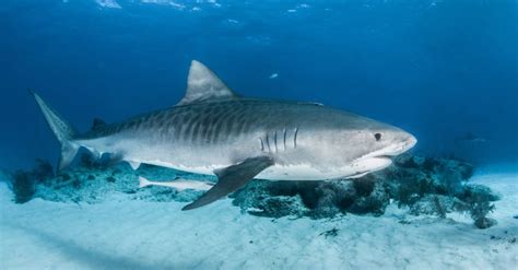 Discover the Largest Tiger Shark Ever Recorded! - IMP WORLD