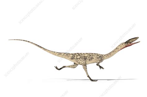 Coelophysis skeleton, illustration - Stock Image - F020/1149 - Science ...