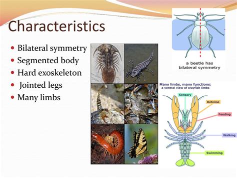 What Is An Arthropod Characteristics And Examples Of Arthropods - Riset