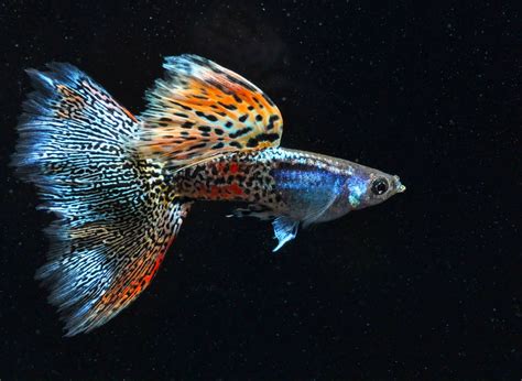 14 Jenis Ikan Guppy dan Cara Memilih yang Terbaik Bagi Pemula