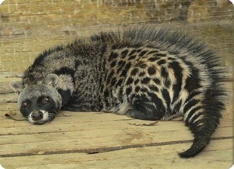 African Civet - A-Z Animals