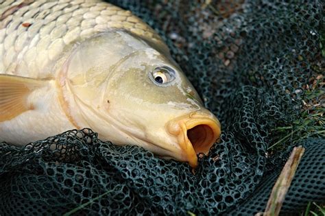 Carp Fishing: How To Catch Carp - Fisherman Advisor