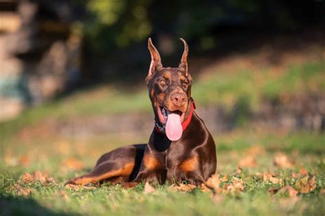 Doberman Pinscher Colors: Rarest to Most Common - A-Z Animals