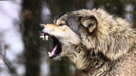 Banff National Park Shut Down after Wolf Attack on Camper - Montana ...