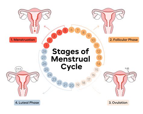 Menstrual Cycle Phases Diagram Problems Symptoms Days Healthmd | Porn ...