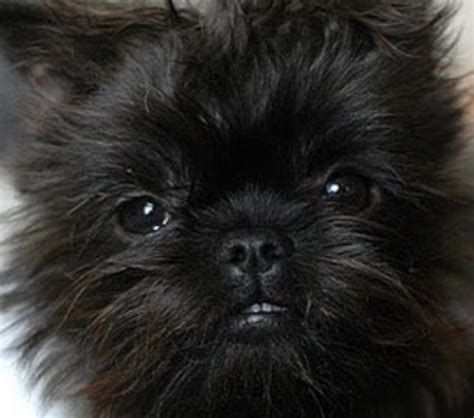 12 Affenpinscher Mix Breeds – The Popular and Adorable Hybrid Dogs ...