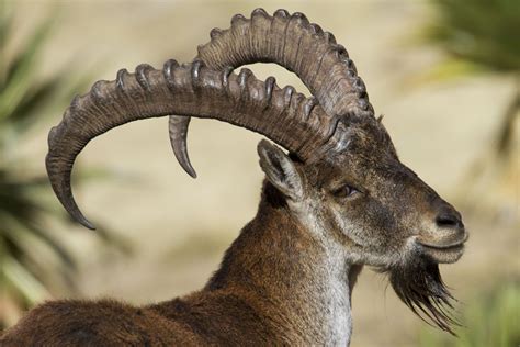 Ibex beauty! Walia Ibex, World Discovery, Magnificent Beasts, Anatomy ...