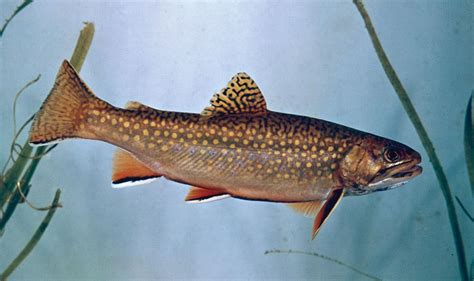 Brook trout | Stream Fishing, Spawning & Conservation | Britannica