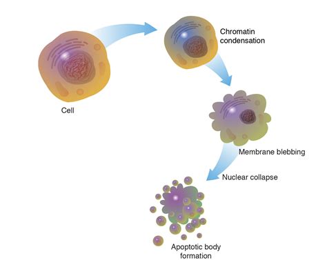 Apoptosis