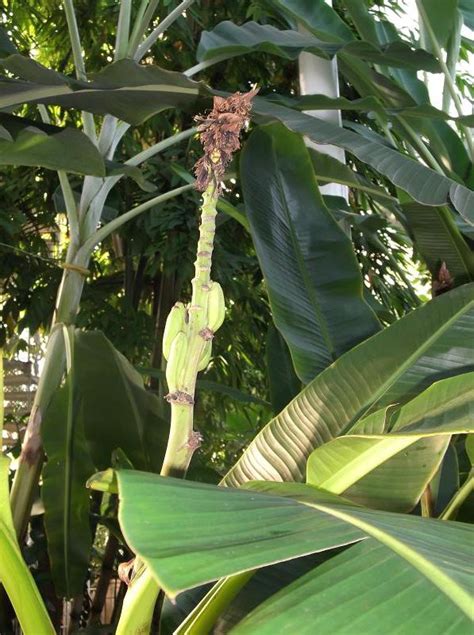 Musa basjoo (Basjoo Banana Tree, Hardy Banana, Hardy Fiber Banana ...