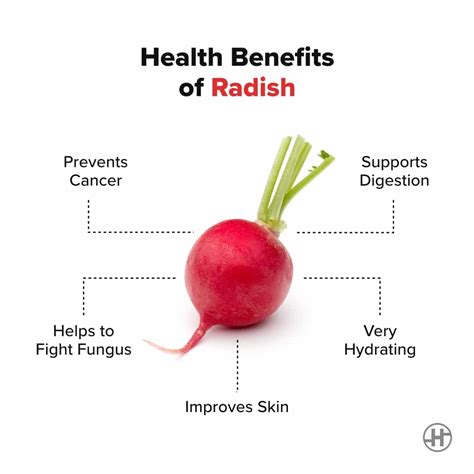 Radish - Benefits, Nutrition Value, & Recipes - HealthifyMe