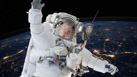 Mice flown to space by JAXA, SpaceX point researchers to protein that ...