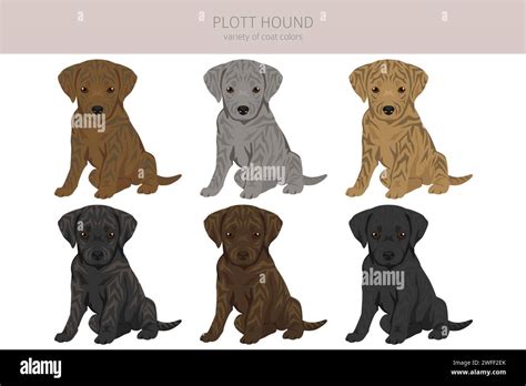 Plott hound puppy clipart. Different poses, coat colors set. Vector ...