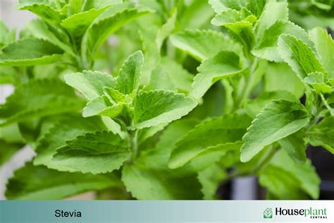 Stevia: Grow This Sweet Little Plant Indoors