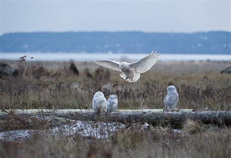 SNOWY OWL - Biodiversity and Habitat at the Zoo