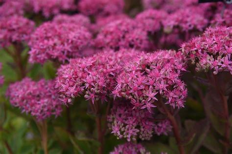 Spectacular Stonecrops - Niamh Mullally's Top Sedum Varieties ...