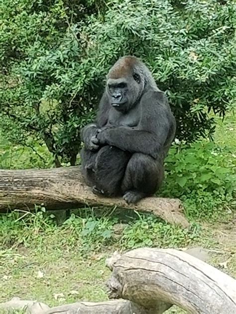 Bronx Zoo Gorilla lounging. Bronx Zoo, Cute Animal Pictures, Adorable ...