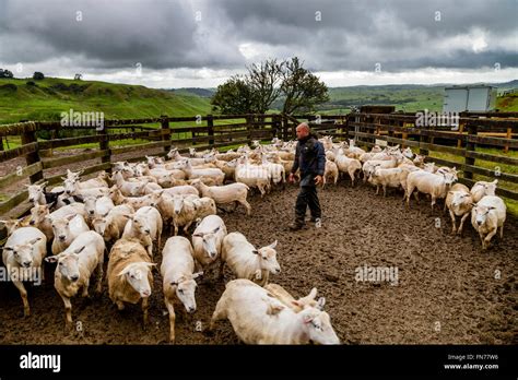 A Sheep Farmer Herds Sheep On To A Lorry, Sheep Farm, Pukekohe, New ...