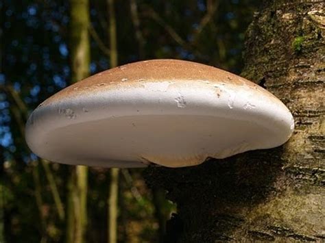 Birch Polypore Medicinal Mushroom Tincture fomitopsis - Etsy