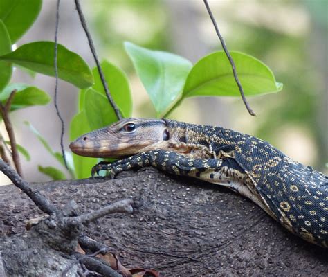 5 amazing animals to spot on a Mekong river cruise