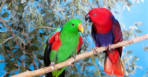 Eclectus Parrot - A-Z Animals