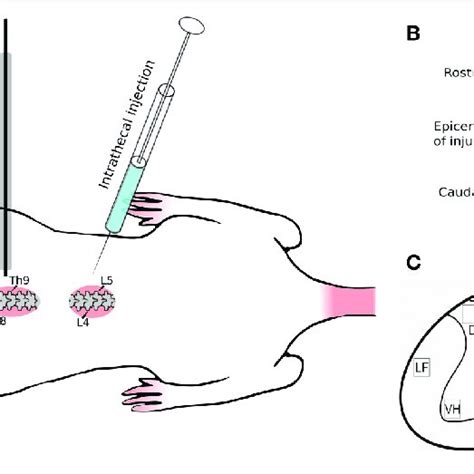 | Experimental design. (A) Spinal cord injury and intrathecal ...