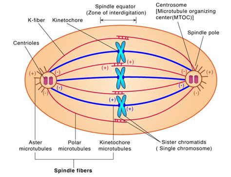 Spindle Fibers- Definition , Importance, Composition, Types and Role in ...