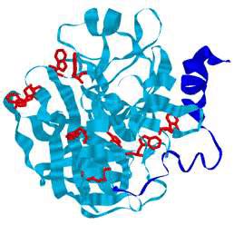 Structure of α-thrombin from human blood (small subunit ‒ 36 AA ‒ is ...