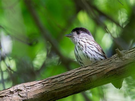 Bird Watching in Bwindi Impenetrable National Park - Uganda Safaris ...