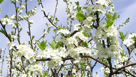 How to Grow a Black Plum Tree From a Pit | Garden Guides