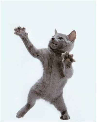 10 best Dancing Cats images on Pinterest | Funny cats, Funny kitties ...