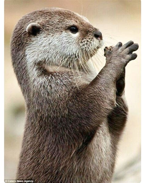 Little river otter sitting up and clasping its paws. Adorable animals ...