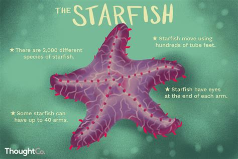 12 Surprising Facts About Starfish