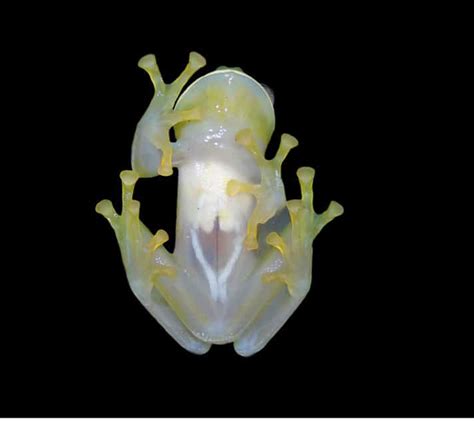 New Glass Frog Species Discovered And Described - Reptiles Magazine