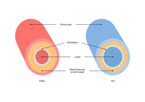 Free Artery Vein Diagram Templates