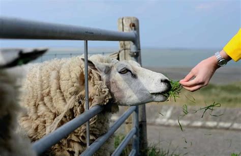 Common Mistakes in Sheep Farming: For the First Time Sheep Owners