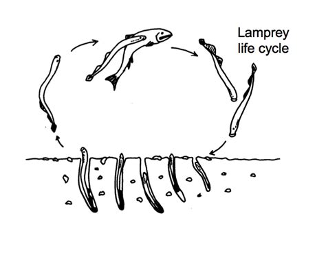 Lamprey Life Cycle — Printable Worksheet