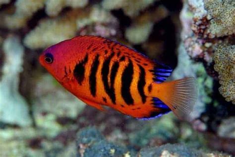 7 Types of Saltwater Angelfish (Pomacanthidae Family)