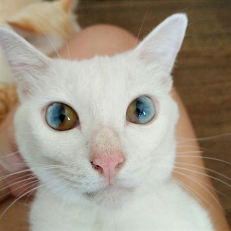 Chats aux yeux multicolors