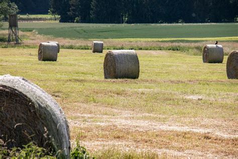 Canvas Print Winter Feed Hay Round Bales Bale Harvest Hay Bales ...