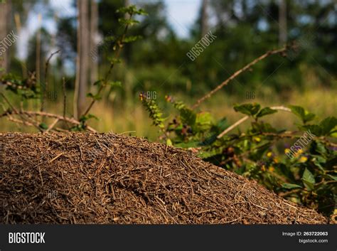 Small Anthill Image & Photo (Free Trial) | Bigstock