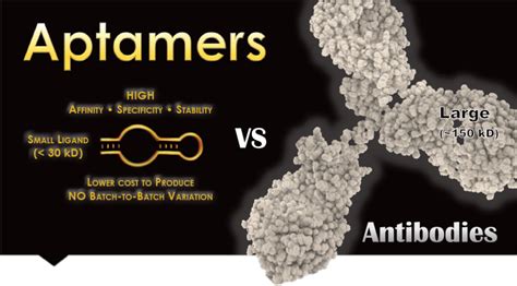 » What Are Aptamers?