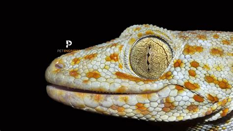 Tokay Gecko Morphs: Your Guide For 2024 | Pet Engineers