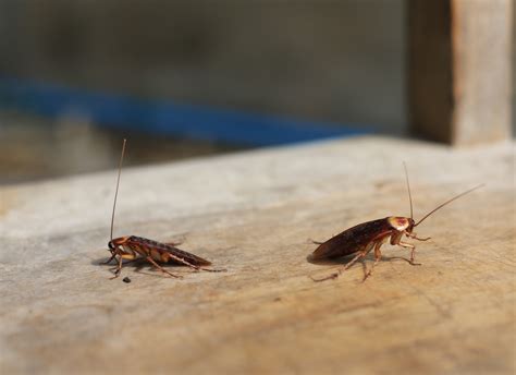 Why are there so many roaches in texas - Natran Green Pest Control ...