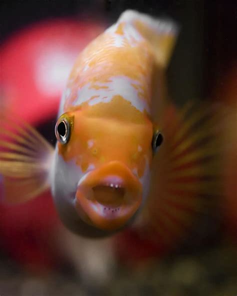 Red Devil Cichlid Care: Aquarium Size, Tank Mates, Feeding, and More